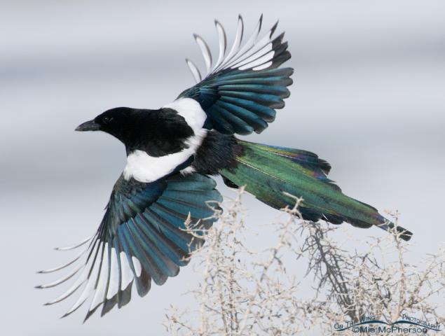 Name:  black-billed-magpie-flight-mia-mcpherson-9721.jpg
Views: 83
Size:  35.9 KB